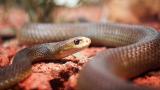  Защо черната мамба е една от най-страховитите змии в света 