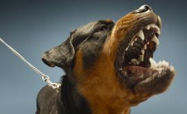  <p>Домашно куче нахапа 14-годишно дете</p> 