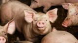  Свине в софийски села също би трябвало да бъдат умъртвени 