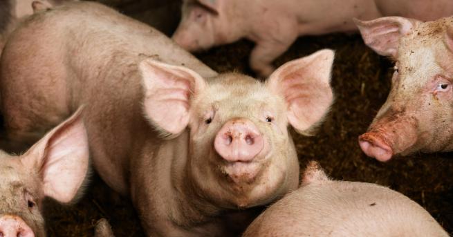 България Спират проверките в свиневъдните стопанства Във видинския квартал Нов