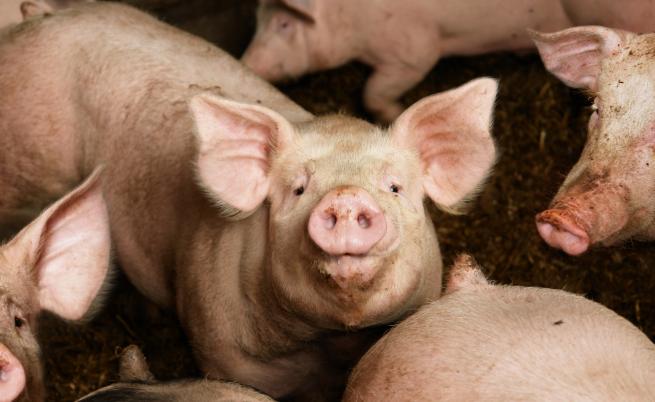  Свинската чума стигна до Южна България 