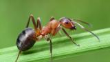  Паразит контролирa мравки, трансформирайки ги в зомбита 