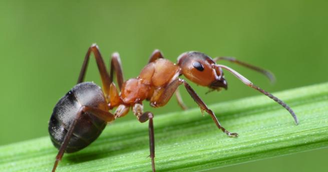 Любопитно Паразит контролирa мравки, превръщайки ги в зомбита В последната