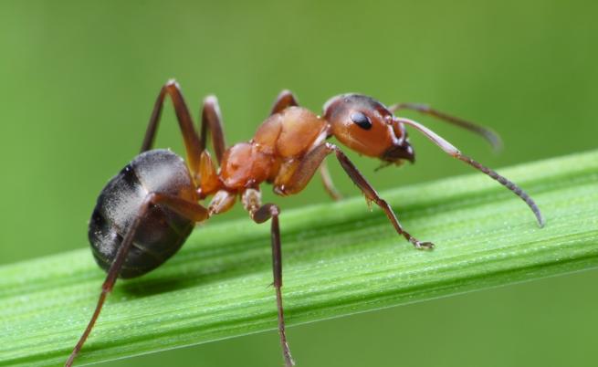 Паразит контролирa мравки, превръщайки ги в зомбита