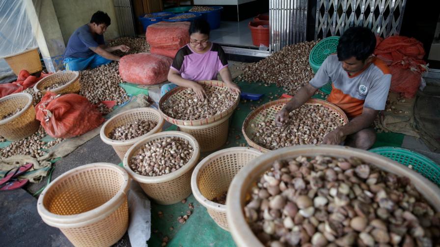  <br> Той е един от най-популярните психоактивни субстанции в света, на четвърто място, откакто никотина, алкохола и кофеина. Но до момента в който бетел орех е значим културен и обществен традиция в доста страни, от ден на ден доказателства, показват съществени последствия за здравето от постоянна приложимост. <br> 