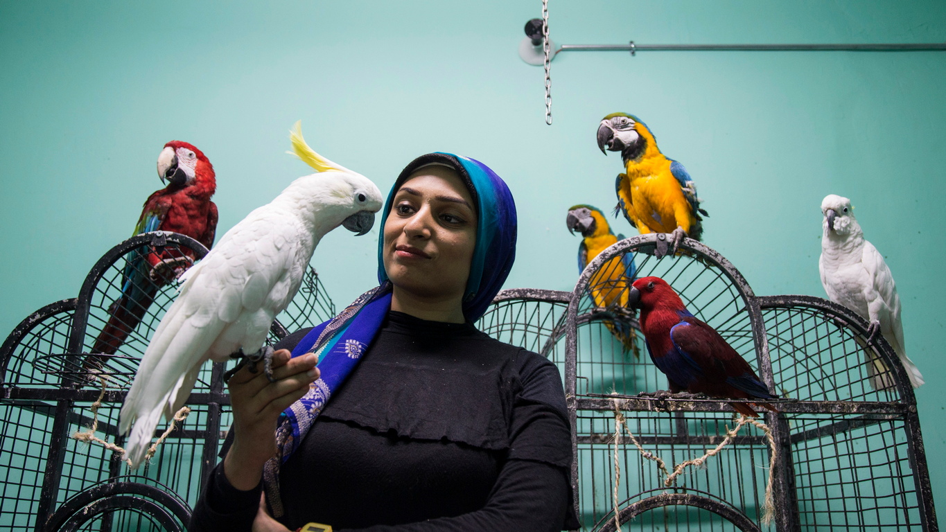 <p>Според треньорката Нада Абдула, в академията не учат папагалите да говорят, а повече да контролират своите вокали, да тренират птицата да не хапе или да атакуват хора, както и да помагат на собствениците да разберат и да взаимодействат с птиците си</p>