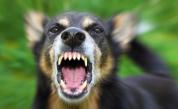  Кучета грубо нахапаха мъж в благоевградско село 