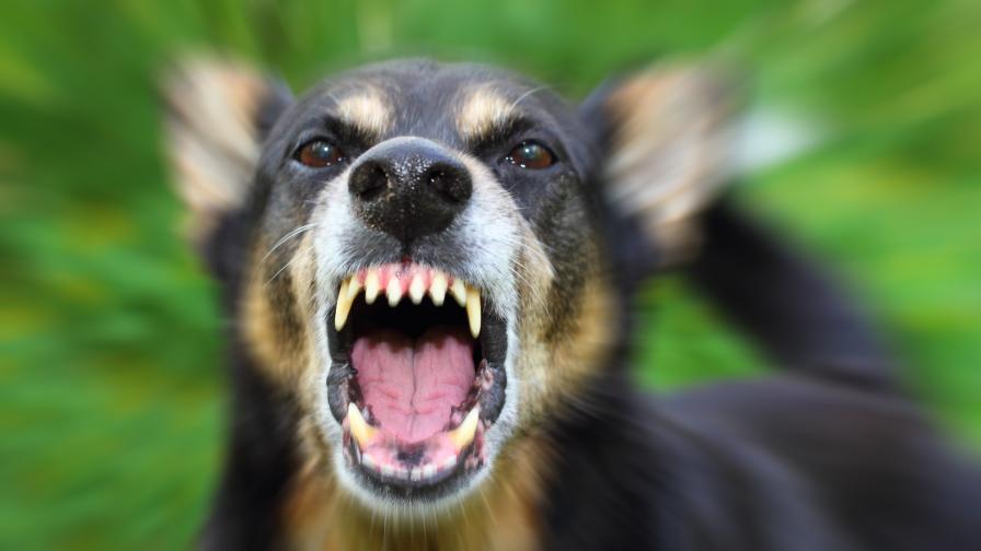 Кучета жестоко нахапаха мъж в благоевградско село