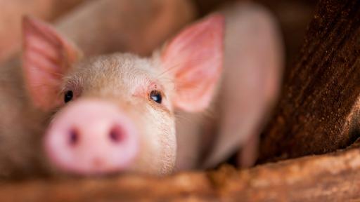  Учени: Прасетата имат имунитет против ковид 