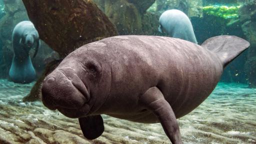  <p>Новият жител на Аквариума в Генуа &ndash; <strong>бебе морска крава</strong></p> 