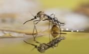  <br> Как <strong> комарите трансформираха историята </strong> на човечеството <br> 