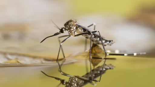  <p>Как <strong>комарите трансформираха историята</strong> на човечеството&nbsp;</p> 