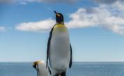 <p>Откриха фосил на <strong>пингвин с човешки размери </strong>в Нова Зеландия</p> 