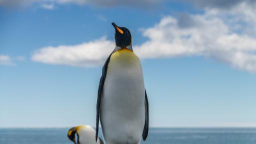  <p>Откриха фосил на <strong>пингвин с човешки размери </strong>в Нова Зеландия</p> 