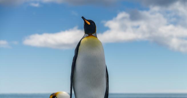 Любопитно Откриха фосил на пингвин с човешки размери в Нова