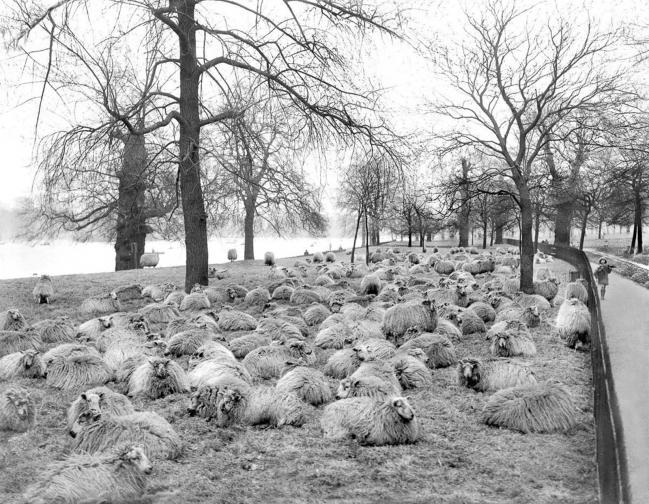  овце в Лондон 
