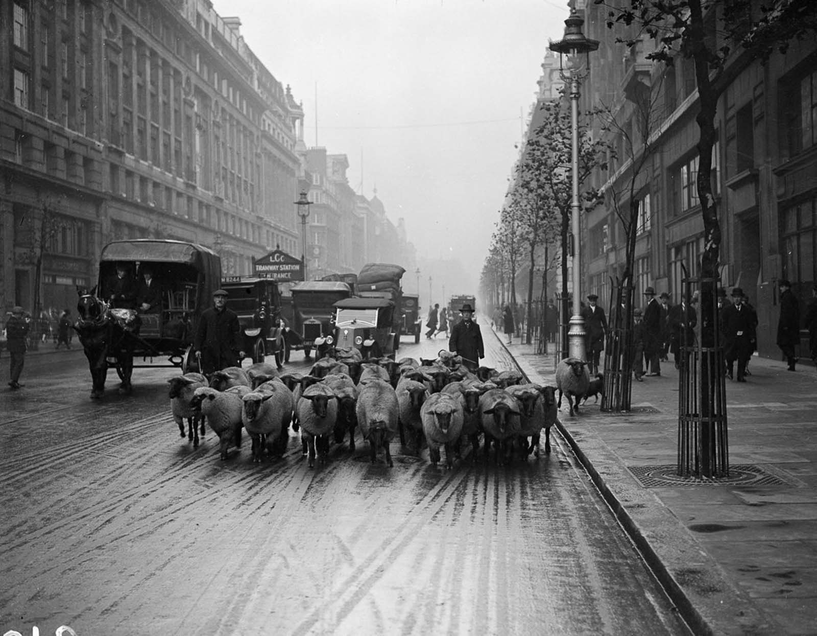 <p>1926: Стадо овце минава по Кингсуей в Лондон.</p>