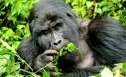  Гаф в ефир: Водеща съпостави негър сътрудник с горила 