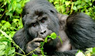 Горила, лекувана с антитела, оздравя от ковид-19