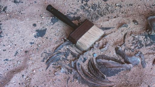  Археолози откриха изцяло непокътнат скелет на мамут 