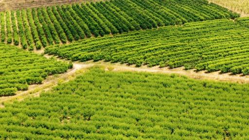  Виното на Южна Африка 