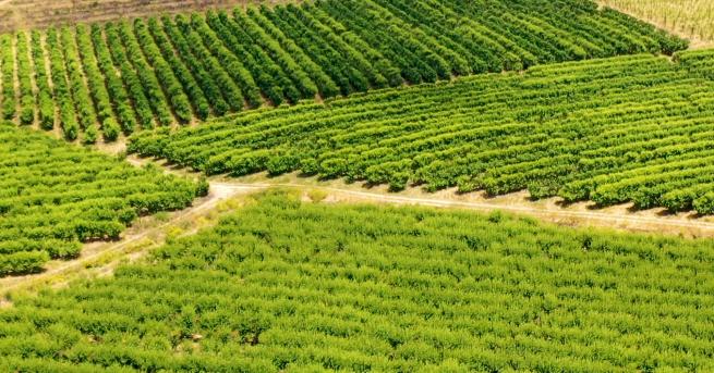 Любопитно Виното на Южна Африка Без багаж разказва за тайните