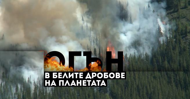 България Огън в белите дробове на планетата какви са последиците