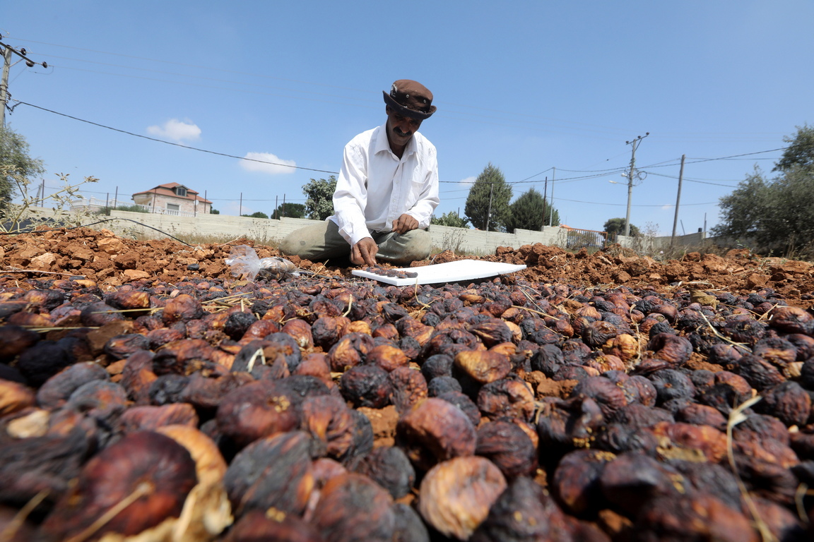 <p>Семейство Хамед поддържа традиционния старомоден начин на сушене на смокини на слънце.</p>