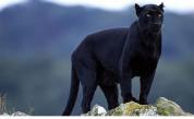  <p><strong>Черна пантера</strong> се разноски по покриви на къщи&nbsp;(ВИДЕО)</p> 