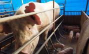  В Китай развъждат великански свине, като полярни мечки 