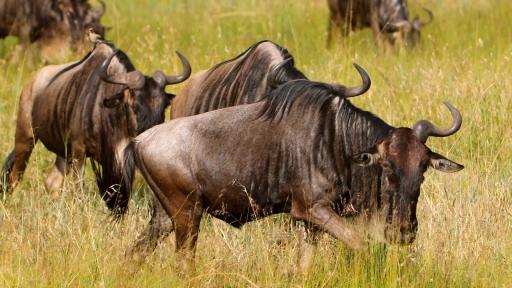  На сафари в Кения 