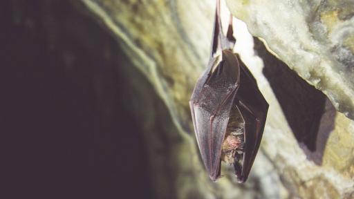  Учени: Прилепите носят коронавируси от десетилетия 