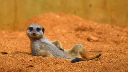  <p>Вижте <strong>най-щурите фотоси </strong>на диви животни за 2019 г.</p> 