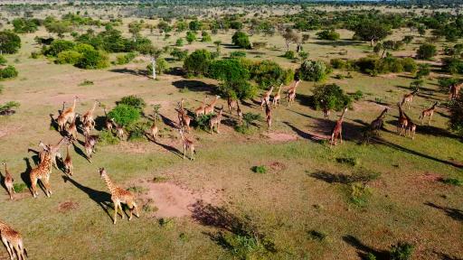  Къде да създадем най-хубавото африканско сафари 