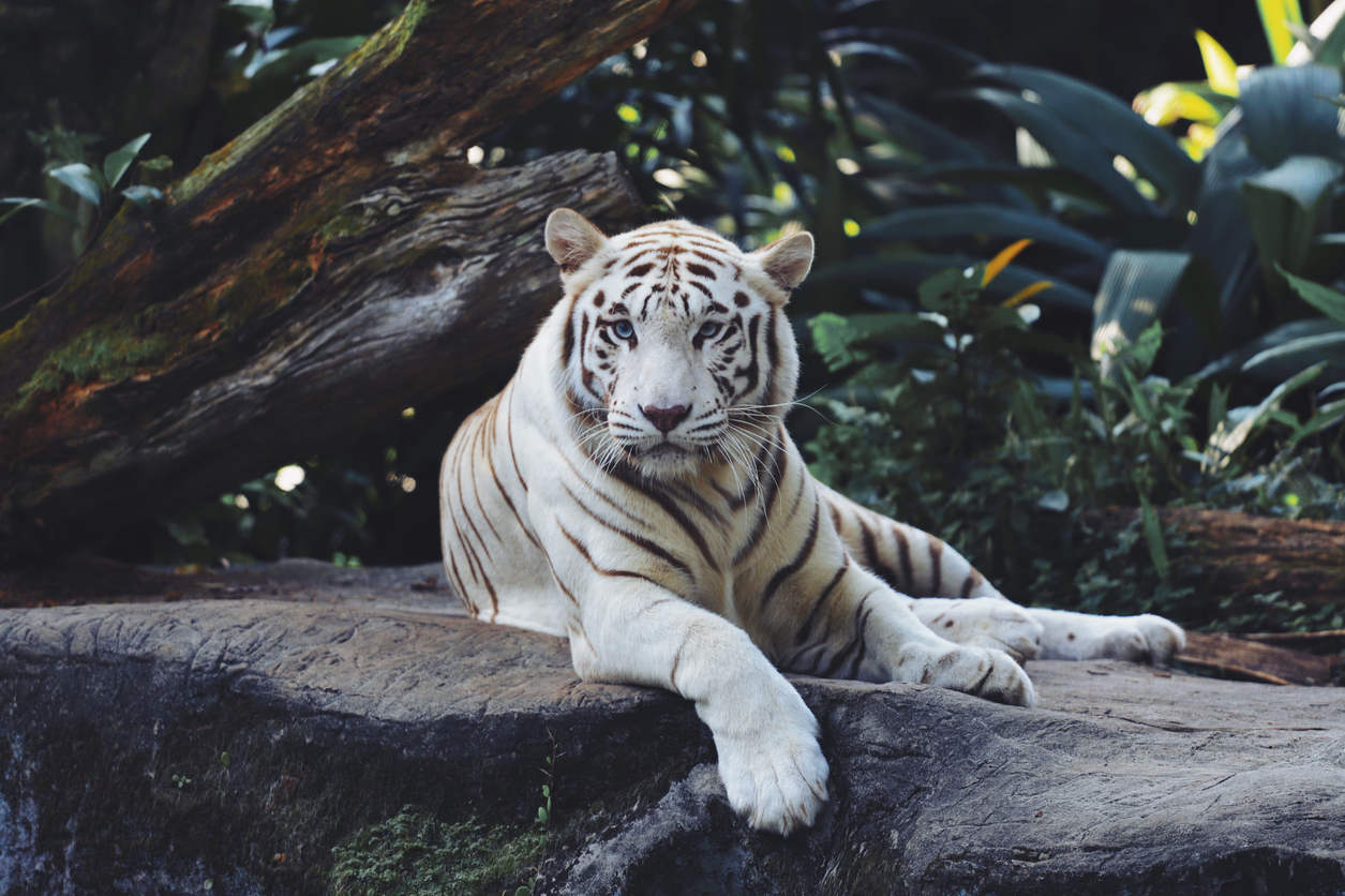 <p><strong>Бял бенгалски тигър</strong></p>

<p>Тигрите сами по себе си са достатъчно впечатляващи, но белият бенгалски тигър определено е най-респектиращ в сравнение с останалите разновидности на вида.</p>