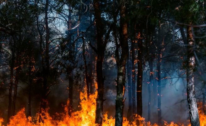 Пожарите в Стара планина и Рила не стихват, пламъци и от сръбска страна