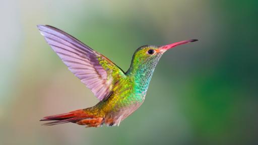  <p>Какво <strong>не знаем</strong> за най-дребните птици в света (ВИДЕО)</p> 