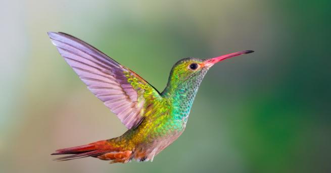 Любопитно Какво не знаем за най дребните птици в света ВИДЕО