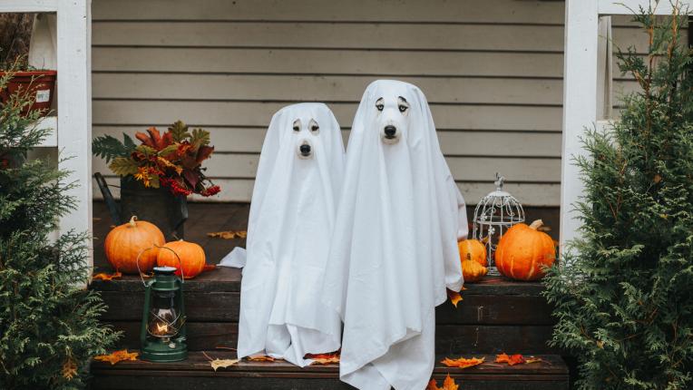 куче костюм Хелоуин