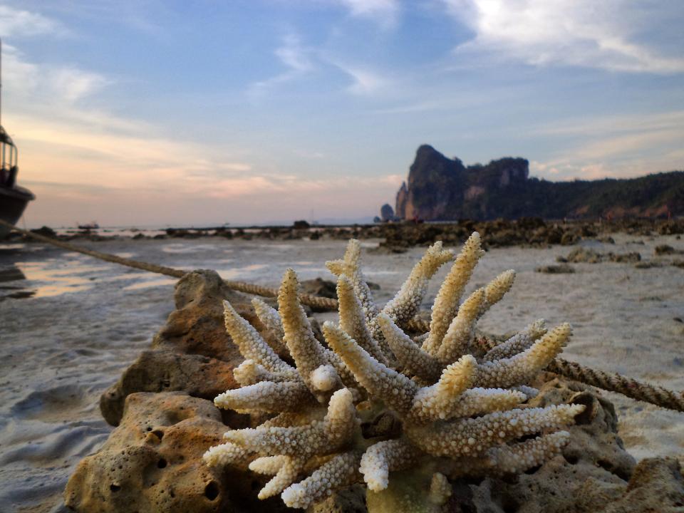  книга В къщата на Пау Ама 