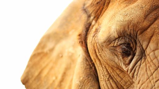  Виктория пресъхва, слоновете умират 