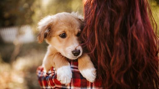  <p>Спасиха кученце <span style= 