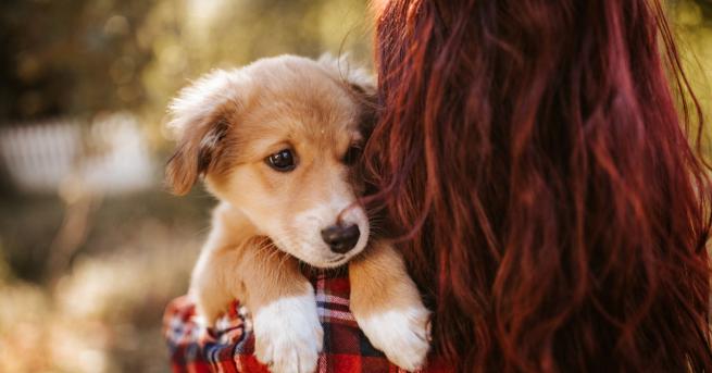 Любопитно Спасиха кученце с опашка на лицето Ветеринарите казват че