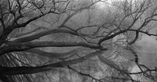 Вдъхновени истории Свещеното Дихание на дърветата в снимки Гръцки фотограф