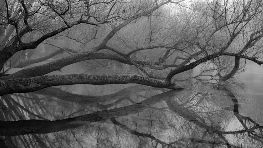 Свещеното "Дихание" на дърветата в снимки