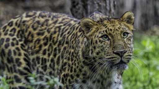  <p>Най-застрашените <strong>от изгубване животни&nbsp;</strong></p> 