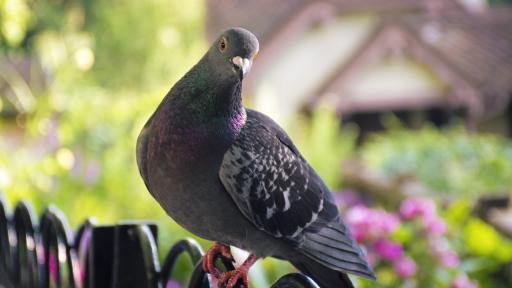  <p><strong>Гълъб </strong>открадна <strong>макове</strong>, с цел да уважи <b>загиналите войници</b></p> 