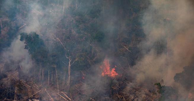 Свят Амазонските пожари могат да се окажат катастрофални Ново проучване