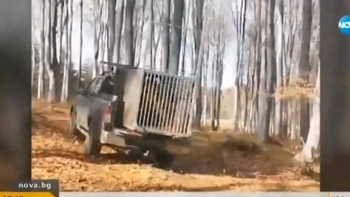  Ловят и придвижват в кафези диви прасета, никой не знае за какво 