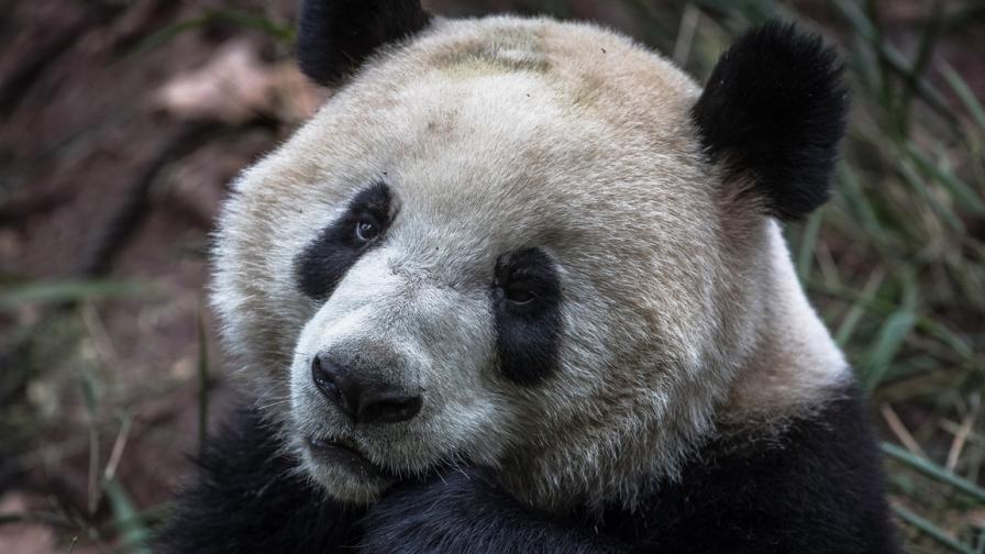 Най-старата панда в света почина на 105 години (ВИДЕО)